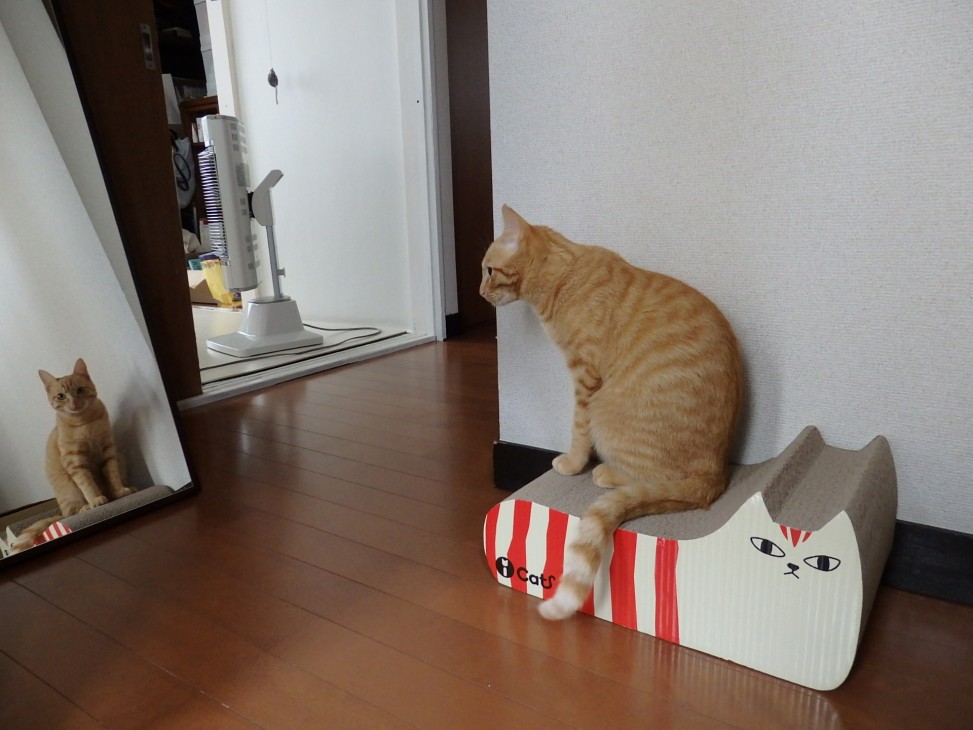 トムドロ　猫ブログ