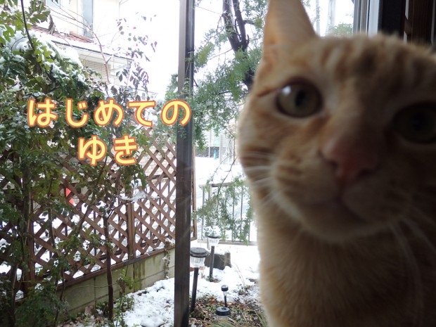 トムドロ　猫ブログ