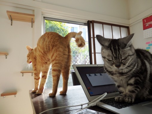 トムドロ　猫ブログ
