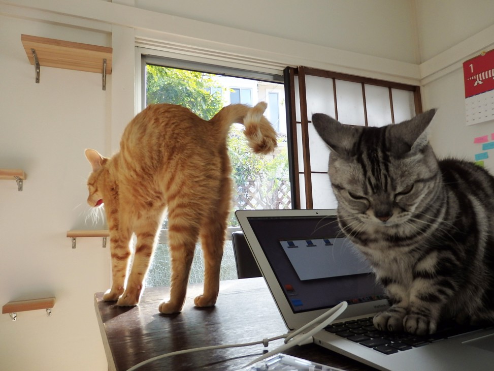 トムドロ　猫ブログ