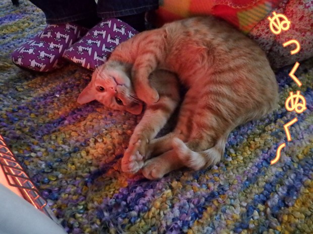 トムドロ　猫ブログ