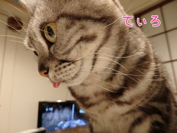 tomdoro_0301-12