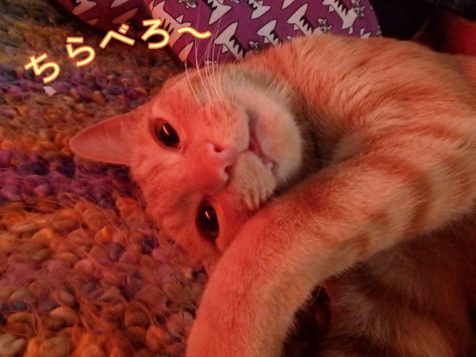 トムドロ　猫ブログ