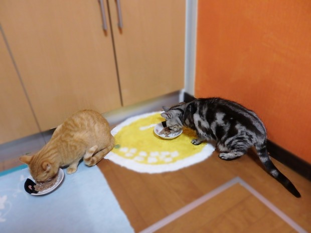 tomdoro_0301-9