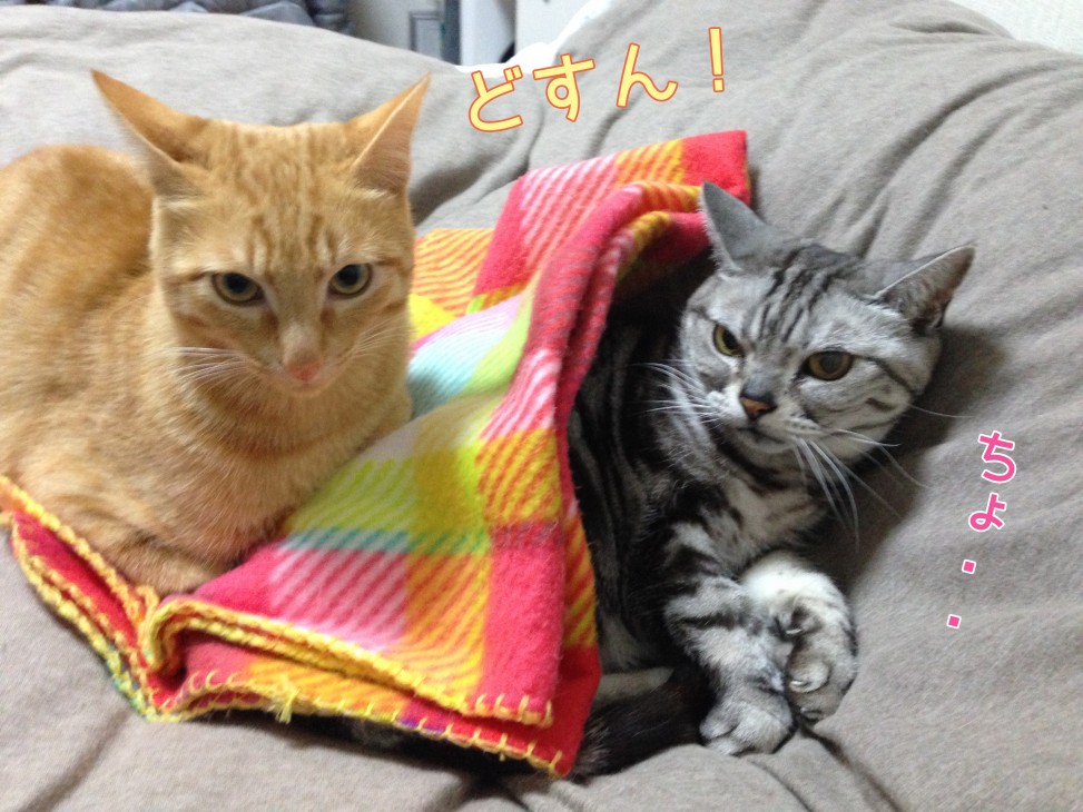 トムドロ　猫ブログ