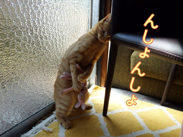 トムドロ　猫ブログ
