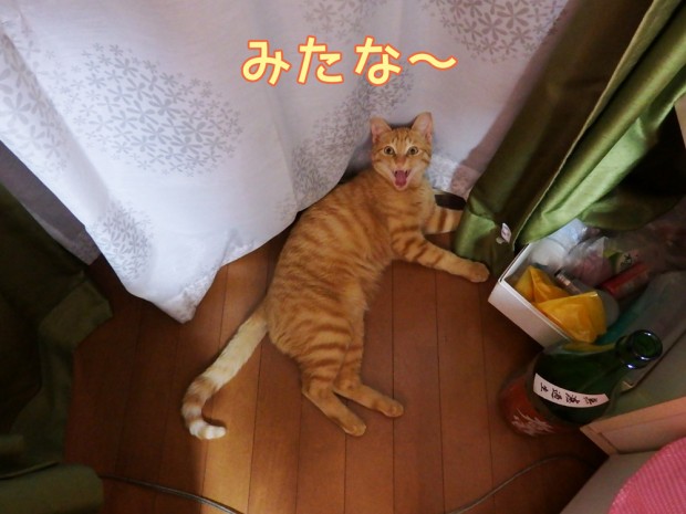 tomdoro_0403-11