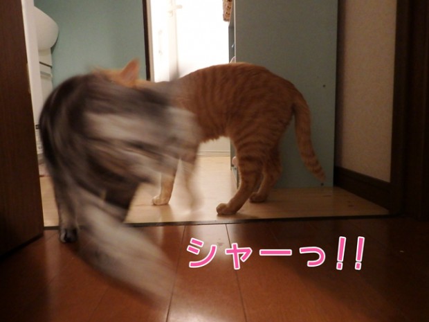 tomdoro_0417-12