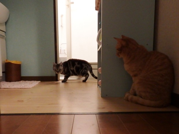 tomdoro_0417-6