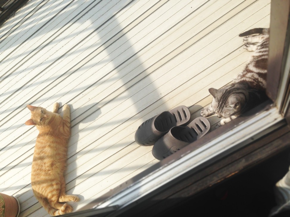 トムドロ　猫ブログ
