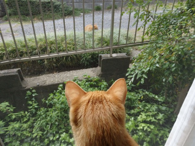 トムドロ　猫ブログ