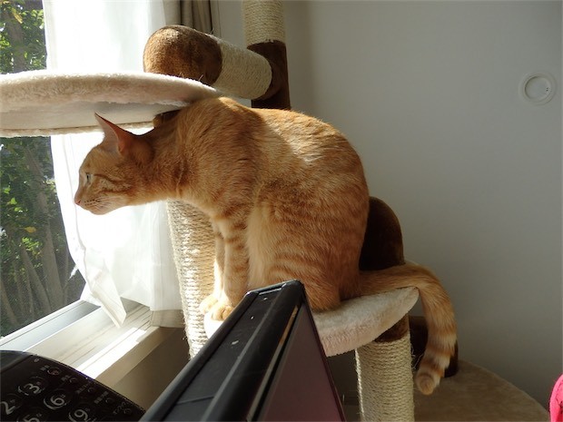 トムドロ 猫ブログ
