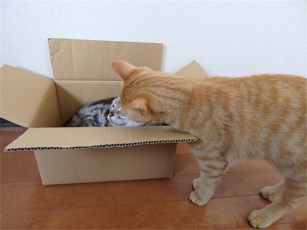 tomdoro_150502-09