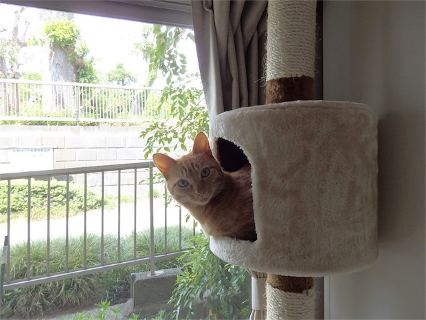 トムドロ　猫ブログ