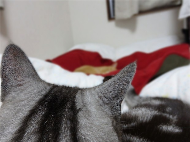 tomdoro_150509-4