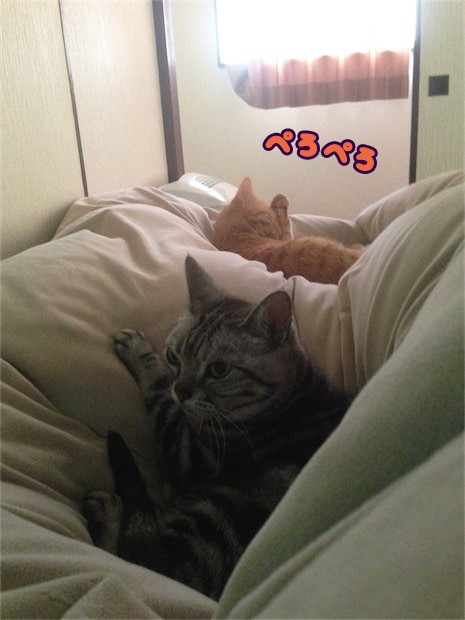 トムドロ　猫ブログ