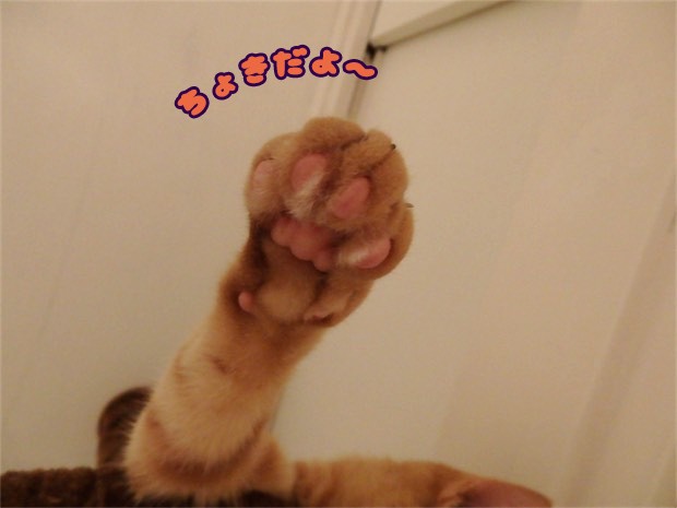 tomdoro_150515-10