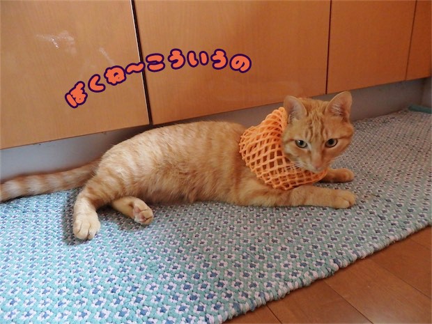 tomdoro_150515-11