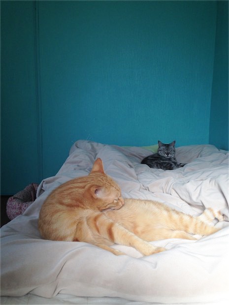 トムドロ　猫ブログ