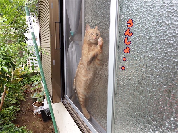 tomdoro_150520-05
