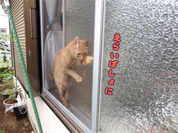 tomdoro_150520-07