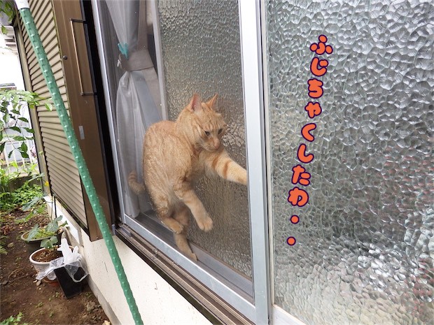 tomdoro_150520-08