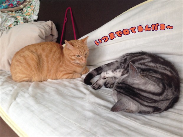 猫ブログ　トムドロ