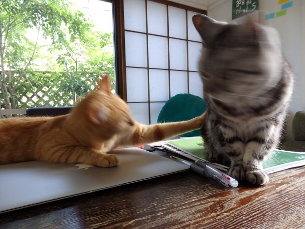 トムドロ　n