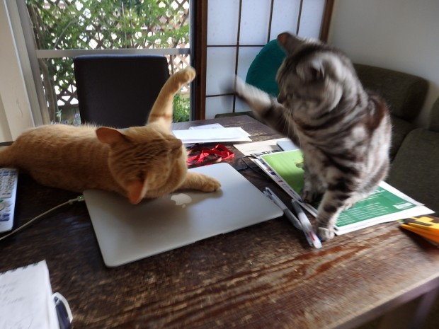 猫ブログ　トムドロ