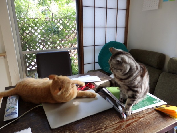 猫ブログ　トムドロ