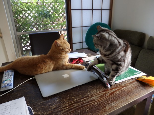 猫ブログ　トムドロ