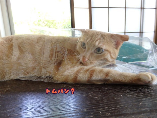 tomdoro_150530-16